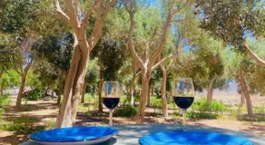 Olive Oasis Adults only - Image 4