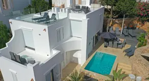 Casa Palm Tree - Image 3