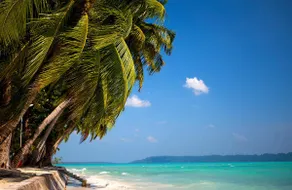Wild Orchid Resort - Havelock Island - Image 3