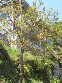 The Great Escape Homestay, Gagar, Nainital - Image 4