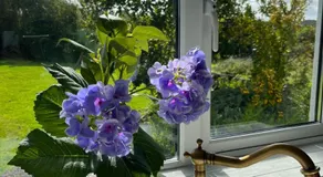 Butterfly Guesthouse - Entire Home within 5km of Galway City - Image 4