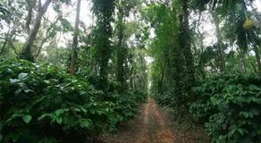 Simply Coorg Estate Villa - Image 5