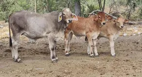 Tamboti Farm Camp Sites - Image 3