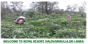 Royal Eco Resort - Image 5