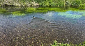 Duckling Cottage - Image 5