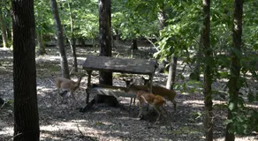 Apple Blossom Inn - Image 4