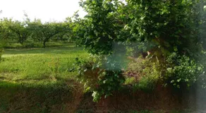 B&B Il Nocciolino - Image 4