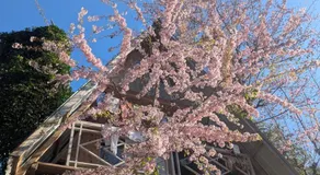 Mochileros Cherry Tree House - Image 3