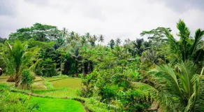 Vanilla Cottage Tetebatu - Image 3