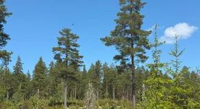 Natur pur im Tipi -Dein Rückzugsort in Schwedens Wildnis - Image 4
