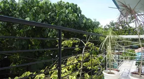 Pacifico Seaside Lodge - Image 2