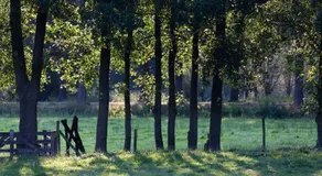 Blier Herne - Image 5