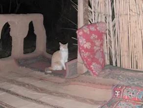 Auberge la Palmeraie - Image 4