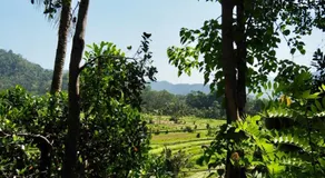 Green Vanilla Bungalow - Image 5