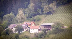 Weinbau Pronegg vlg. Krainz - Image 5