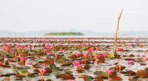 Banpak Suankaew Talaynoi - Image 4