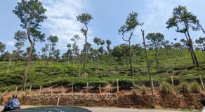 BlueMoon Homestay - Near to Falls and View Points, Home Food & Estate - Image 4