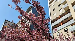AMA Milano Intero appartamento zona Bicocca - Image 4