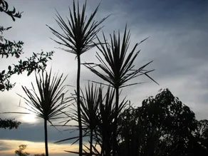 Bantayan Island Nature Park & Resort - Image 5