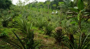 Trinity Beach Villas - Image 5