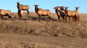 ReWild Ranch LLC - Image 5