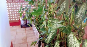Cozy Studio Apartment-Free airport pickup and drop off - Image 4