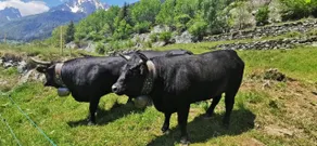Cosy and quiet private place in Central Valais - Image 4