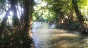 La Libellula - Image 5