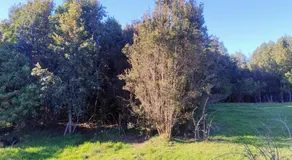 Canto del Bosque - Image 5