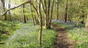 Bluebell Cottage at The Old Tractor Barn - Image 5