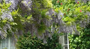 la glycine - Image 5
