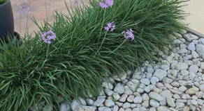 Garden Lily House - Image 4