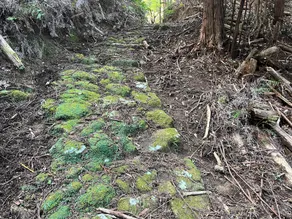 たけのこ - Image 4