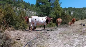 Apartamentos de Turismo Rural La Rocha - Image 4