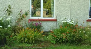 firtrees - Image 5
