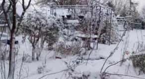 Mountain Ash - Image 3
