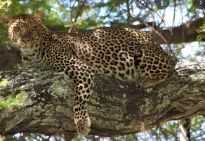 Jawai Thar Resort - Image 2