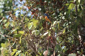 Whistling Oaks - Image 2