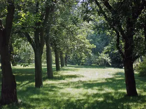 Pękowice - Image 5