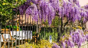 B&B Il Glicine Molare - Image 5