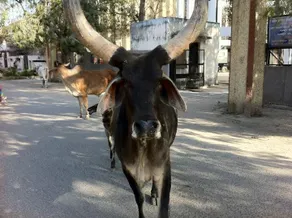 Casa Meera Hotel - Image 2