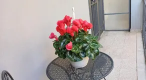 B&B Girasoli - Image 5
