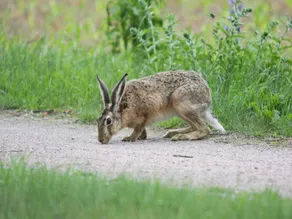 Doppelhaushaelfte Seepferdchen in Lohmen - Image 2