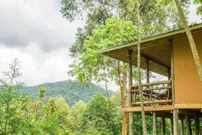 Ichumbi Gorilla Lodge - Image 4