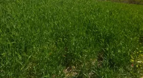 Sidi hssain - Image 3