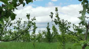 Ferienwohnung in der Ciderwirtschaft - Image 5
