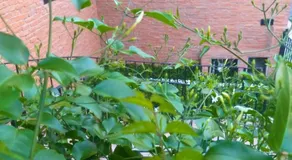 Hostel Flor de Maria - Image 5