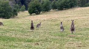 Farm Stay, Mariton Farm - Image 3