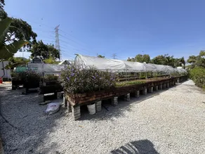Nadi Glamping Suites, Auto-City - Image 3