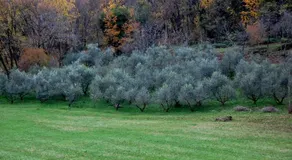 Albergo Rurale Parco di San Floriano - Image 5